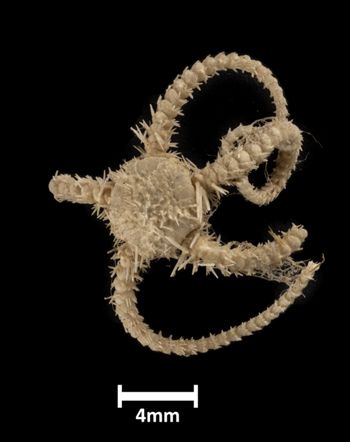 Media type: image;   Invertebrate Zoology OPH-2099 Description: Top of brittle star with a view of the disc.;  Aspect: dorsal